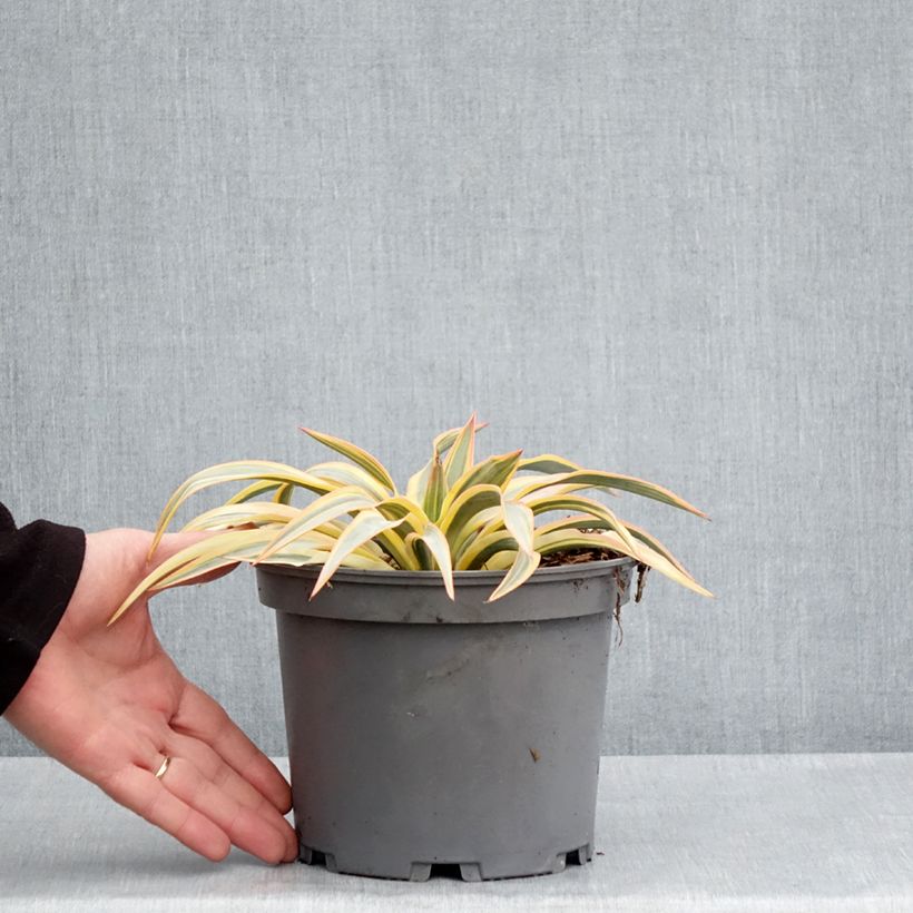 Example of Yucca gloriosa Citrus twist® - Dague espagnole Pot de 2L/3L as you get in printemps