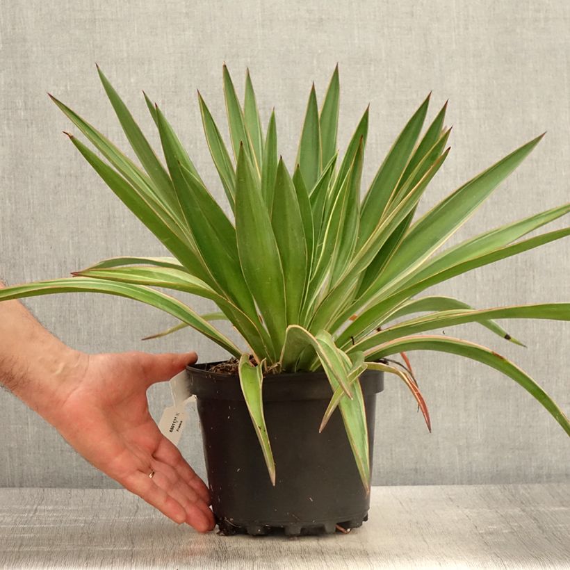Example of Yucca gloriosa Variegata - Dague espagnole Pot de 2L/3L as you get in printemps