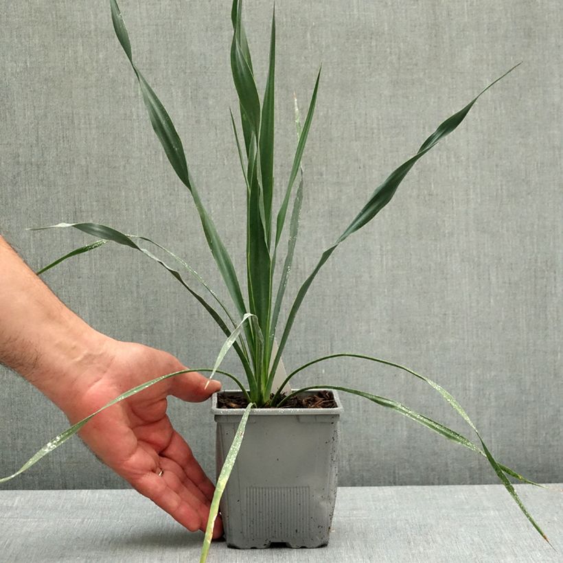 Spécimen de Yucca hybride French Flag Pot de 12 cm / 13 cm tel que livré au printemps
