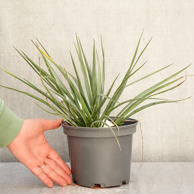 Spécimen de Yucca hybride French Flag Pot de 3L/4L tel que livré en hiver