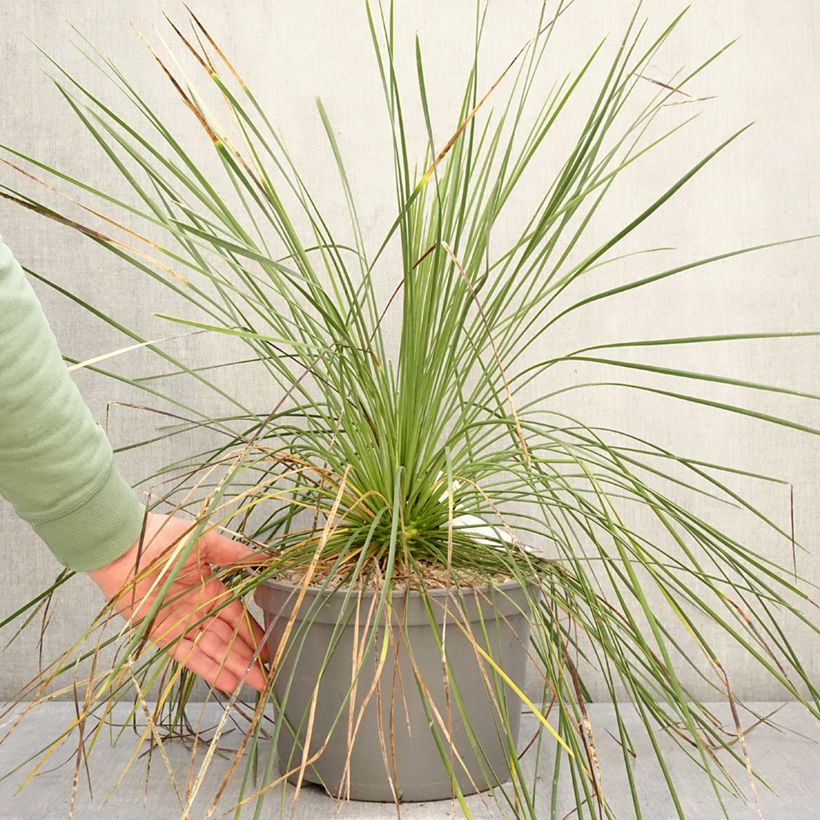 Spécimen de Yucca linearis Cascade Pot de 7,5L/10L tel que livré en hiver