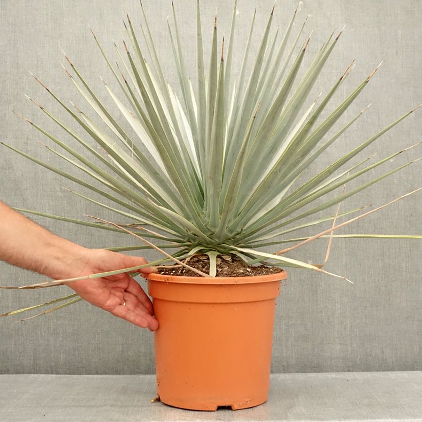 Spécimen de Yucca rigida - Yucca bleu Pot de 7,5L/10L tel que livré en été