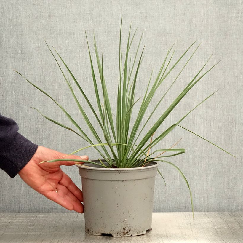 Spécimen de Yucca rostrata Sapphire Skies Pot de 3L/4L tel que livré au printemps