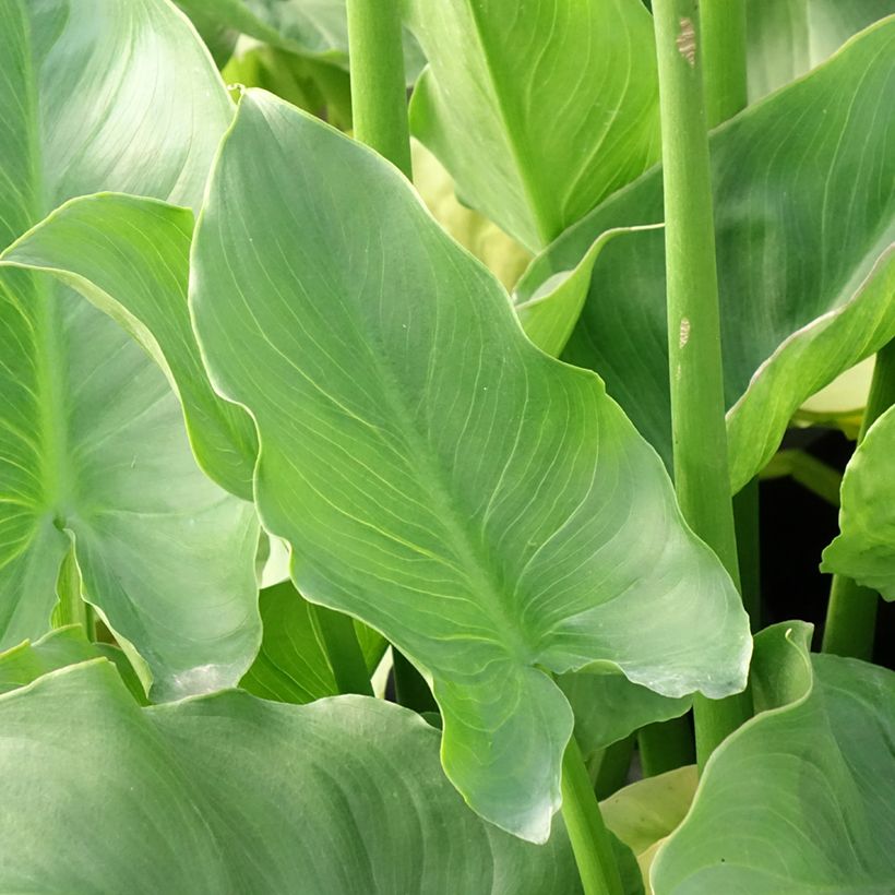 Zantedeschia aethiopica Pink Flamingo - Arum d'Ethiopie (Feuillage)