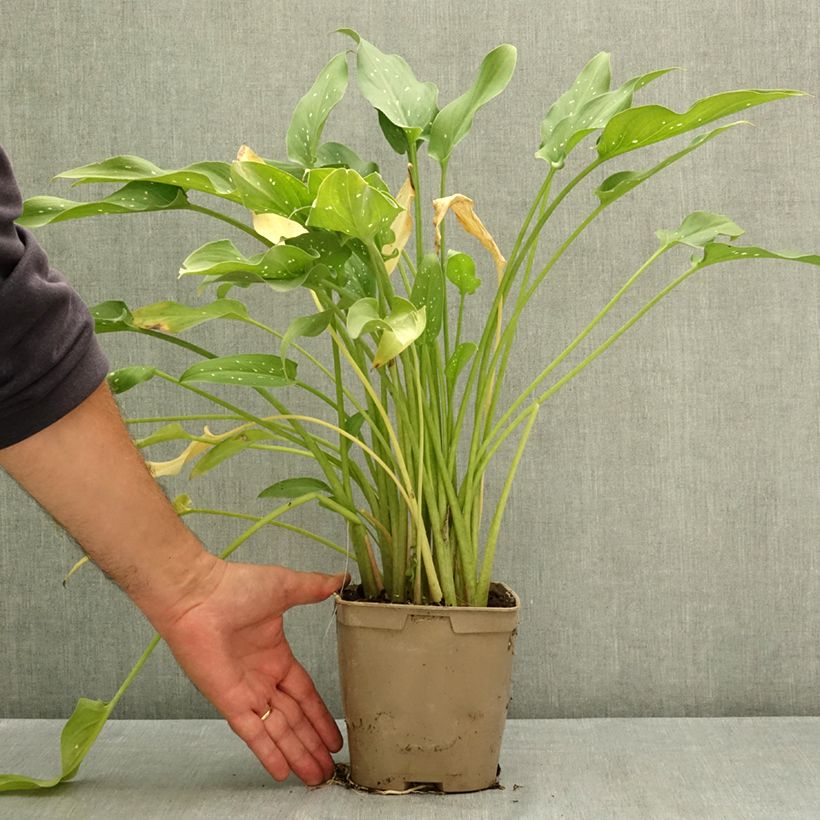 Spécimen de Zantedeschia aethiopica Scented Lady - Arum d'Ethiopie Pot de 2L/3L tel que livré en été