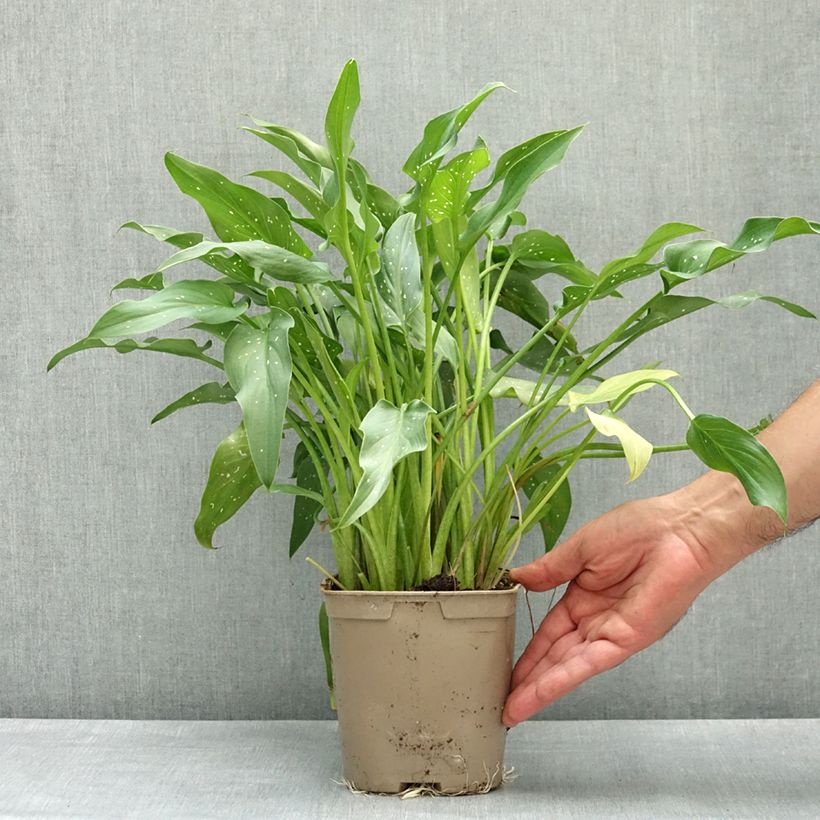 Spécimen de Zantedeschia aethiopica Scented Lady - Arum d'Ethiopie Pot de 2L/3L tel que livré au printemps
