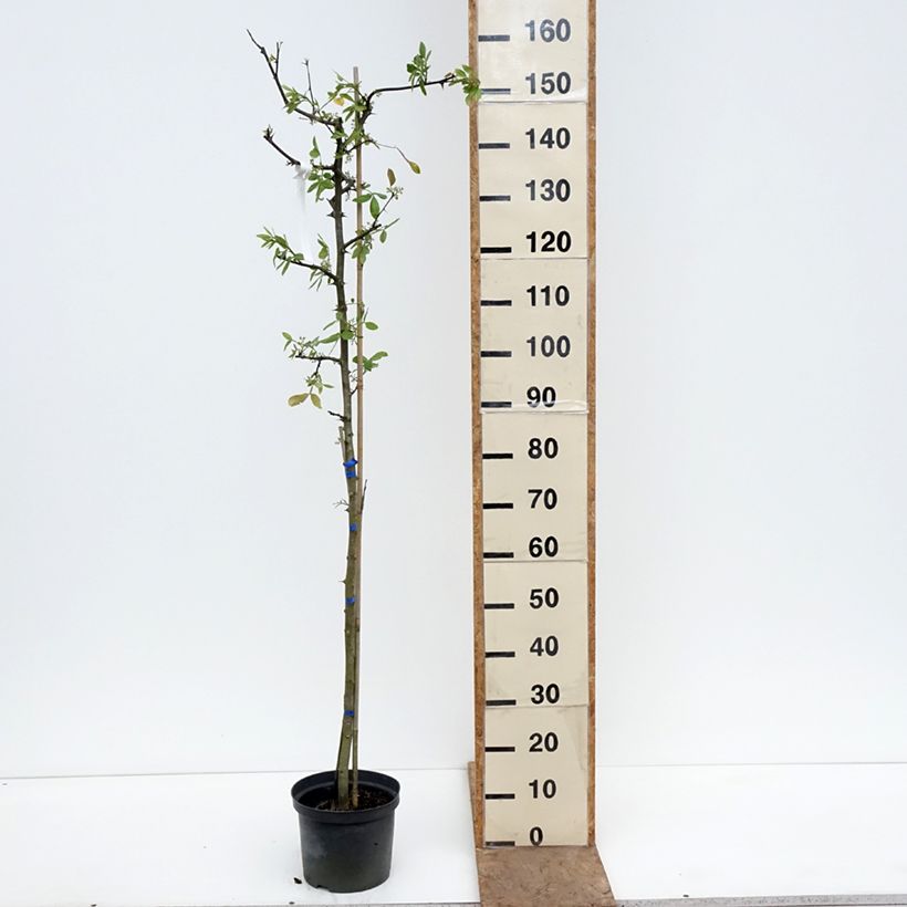 Spécimen de Zanthoxylum americanum - Poivrier américain Pot de 4L/5L tel que livré au printemps