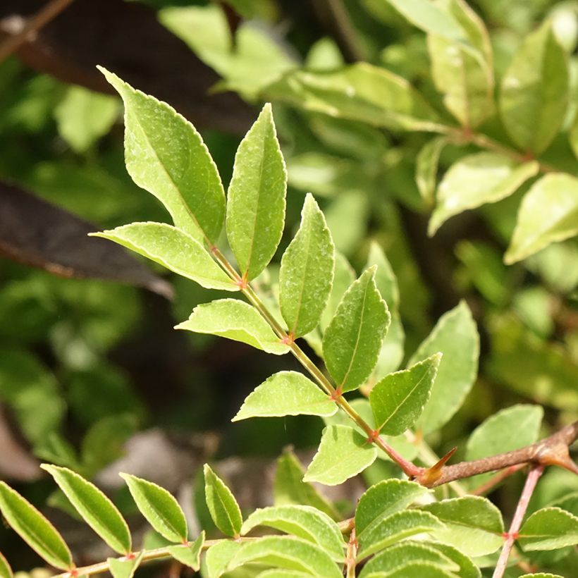 Zanthoxylum americanum - Poivrier américain (Foliage)