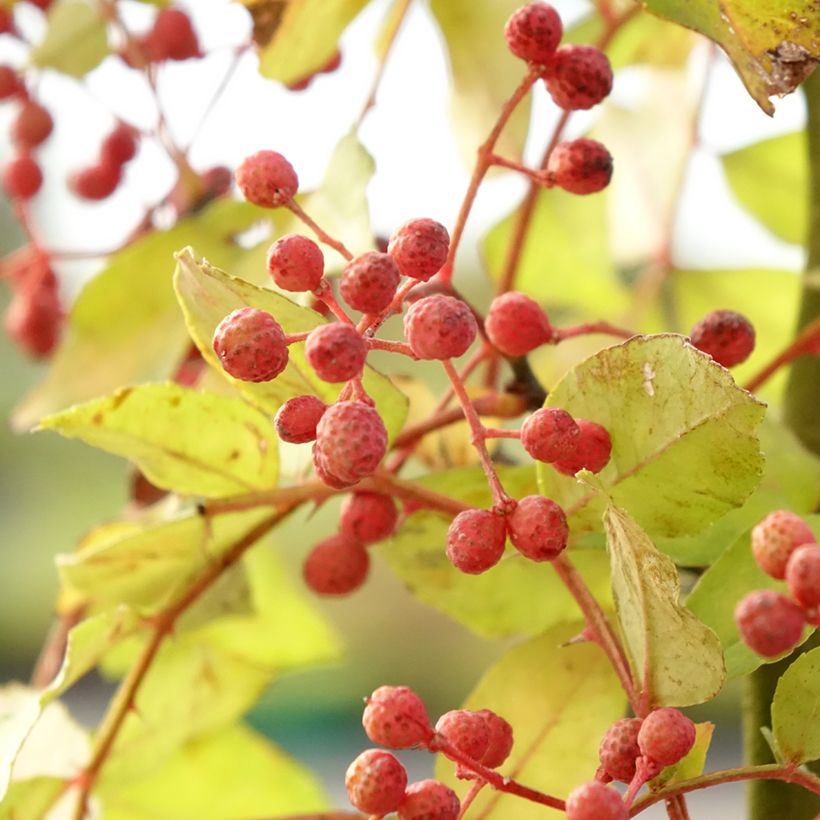 Zanthoxylum americanum - Poivrier américain (Harvest)