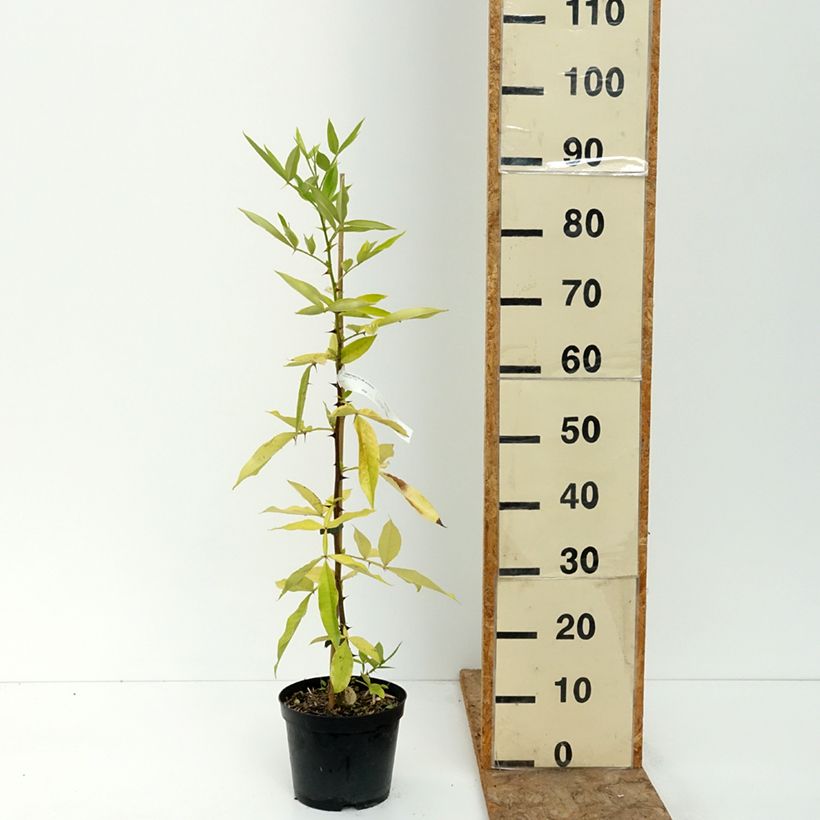 Spécimen de Zanthoxylum armatum - Poivrier du Timut Pot de 3L/4L tel que livré en été