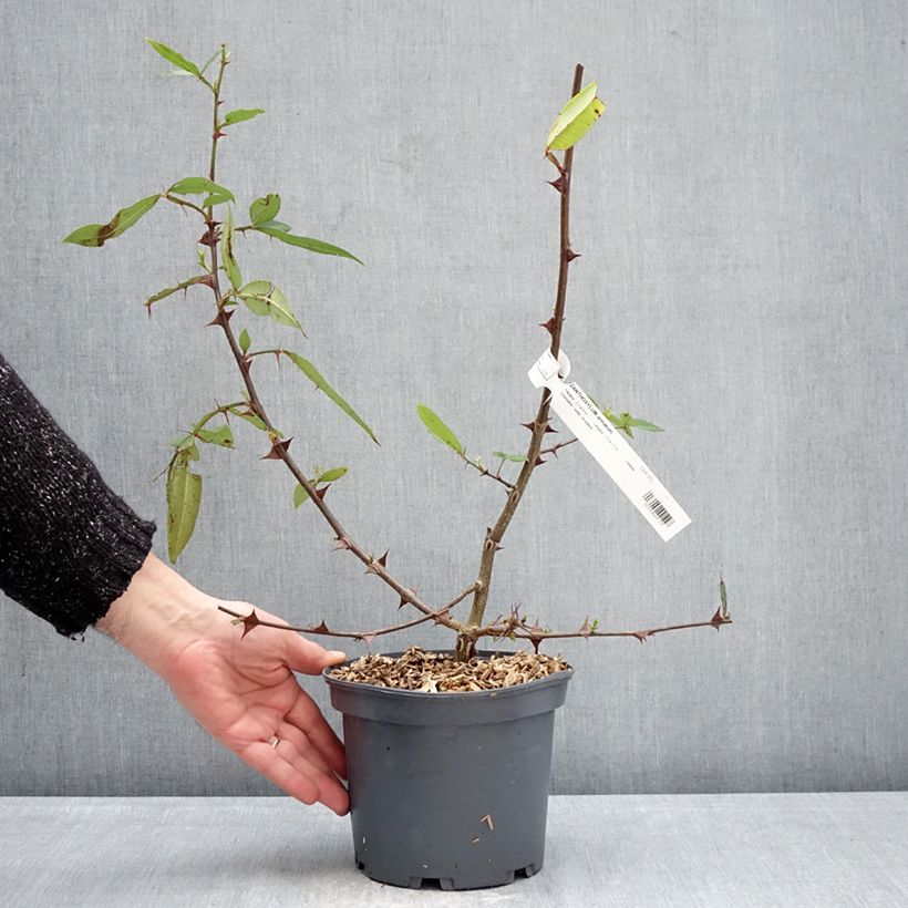 Spécimen de Zanthoxylum armatum - Poivrier du Timut Pot de 3L/4L tel que livré en hiver