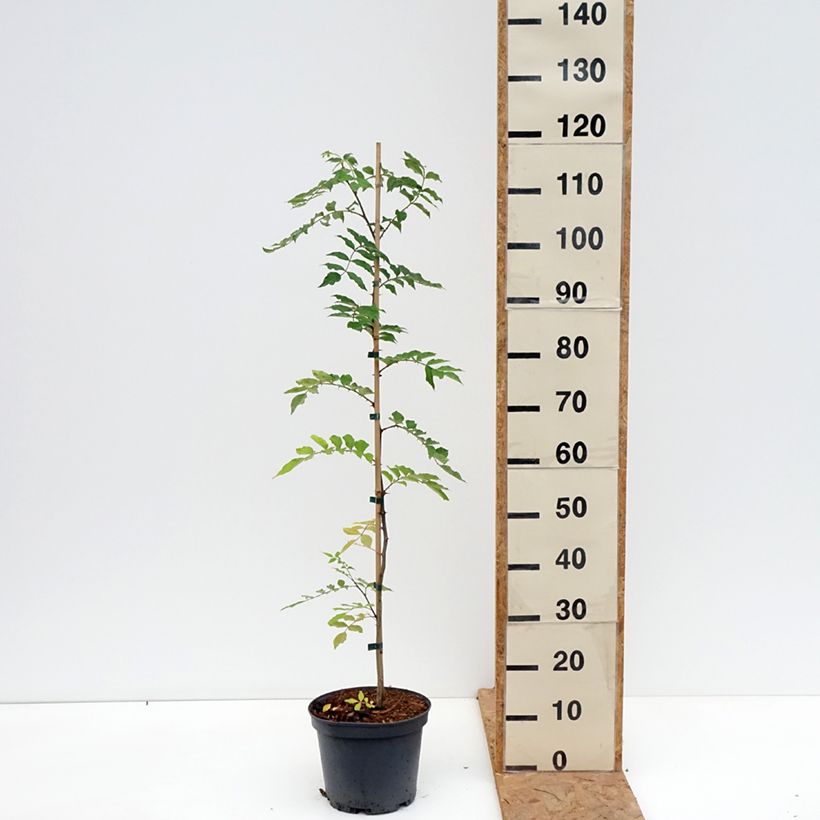 Spécimen de Zanthoxylum simulans - Poivrier du Sichuan Pot de 4L/5L tel que livré en automne