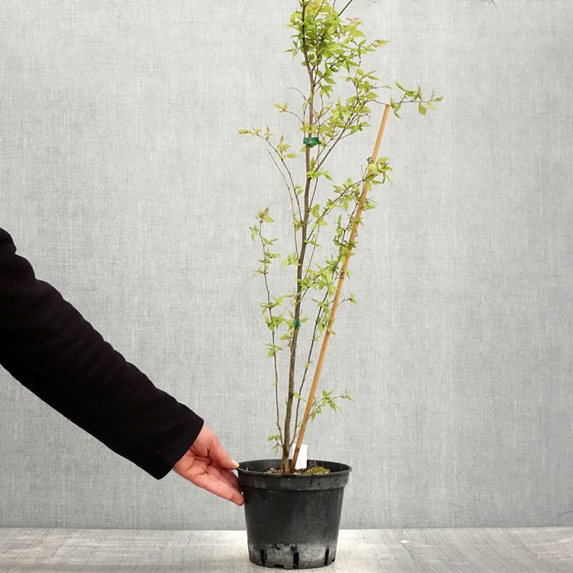 Spécimen de Zelkova serrata - Orme de Sibérie Pot de 3L/4L tel que livré au printemps