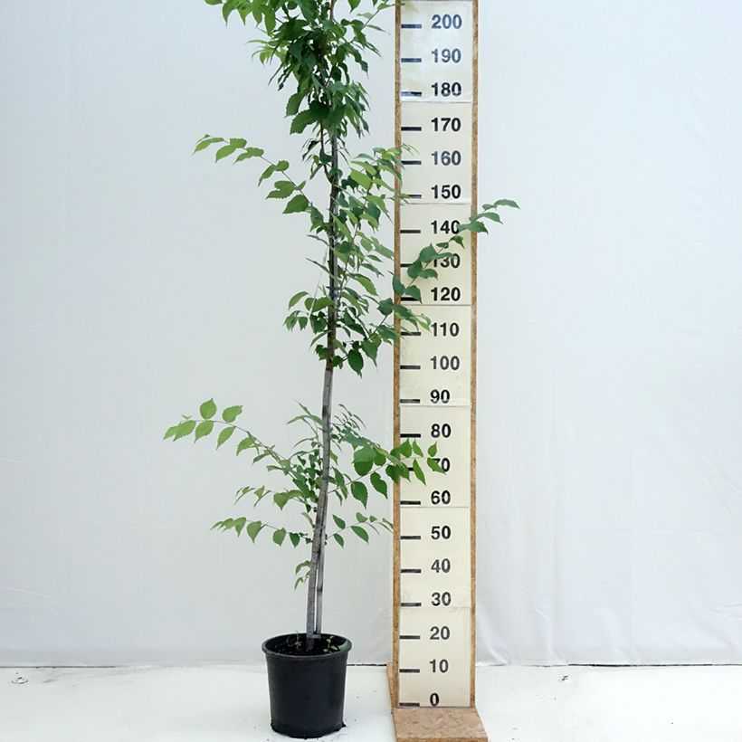 Spécimen de Zelkova serrata - Orme de Sibérie Pot de 7,5L/10L tel que livré en été