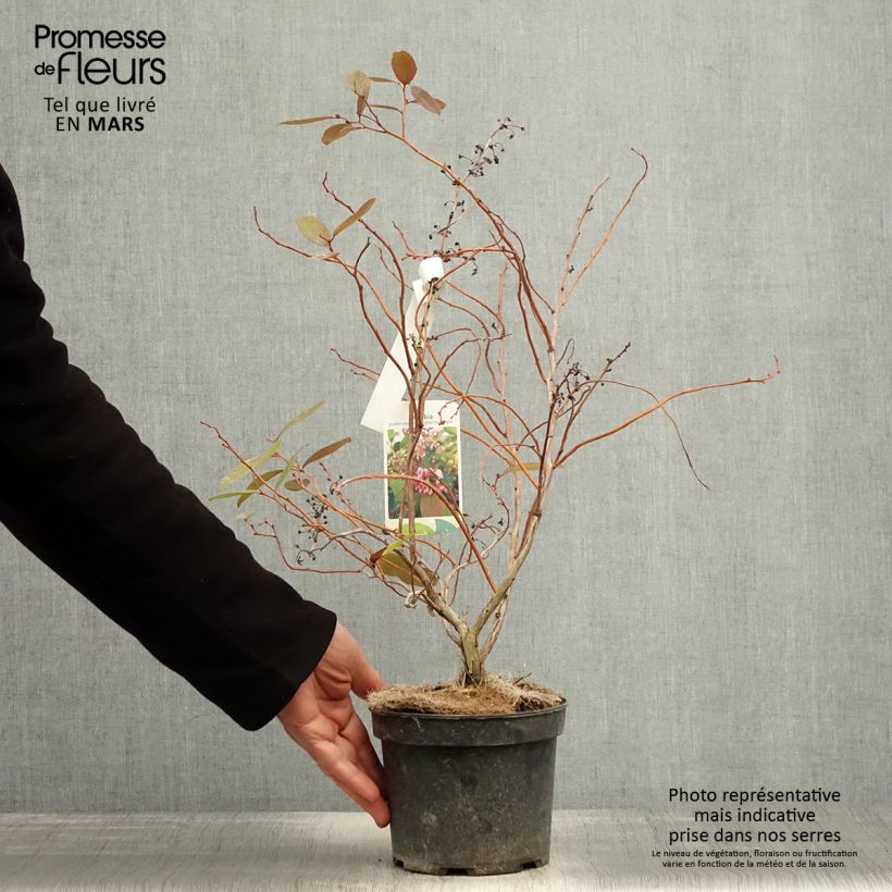 Spécimen de Zenobia pulverulenta Raspberry Ripple - Muguet en arbre Pot de 2L/3L tel que livré au printemps