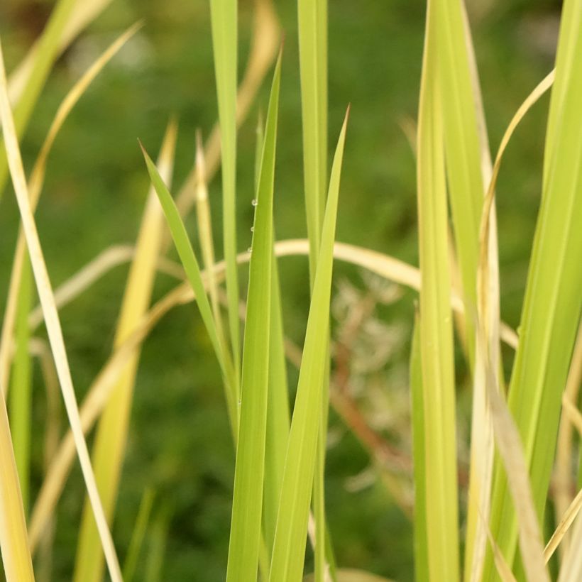 Zizania latifolia - Riz sauvage de Mandchourie (Feuillage)