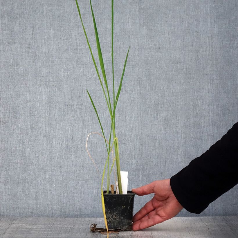 Spécimen de Zizania latifolia - Riz sauvage de Mandchourie Godet de 8/9 cm tel que livré au printemps