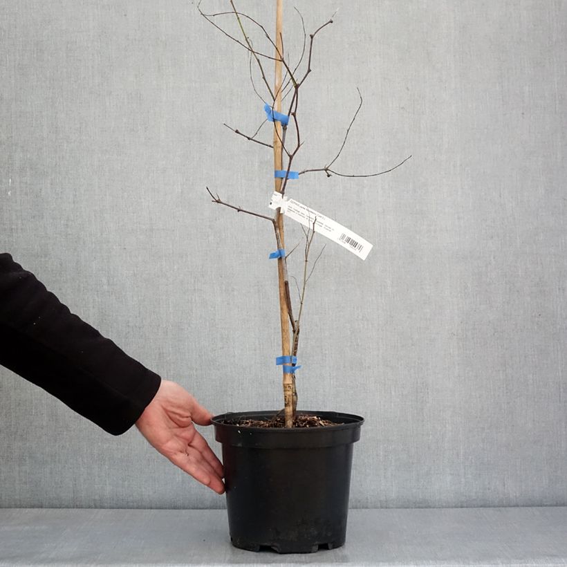 Spécimen de Ziziphus jujuba Abundance - Jujubier Pot de 3L/4L tel que livré en hiver