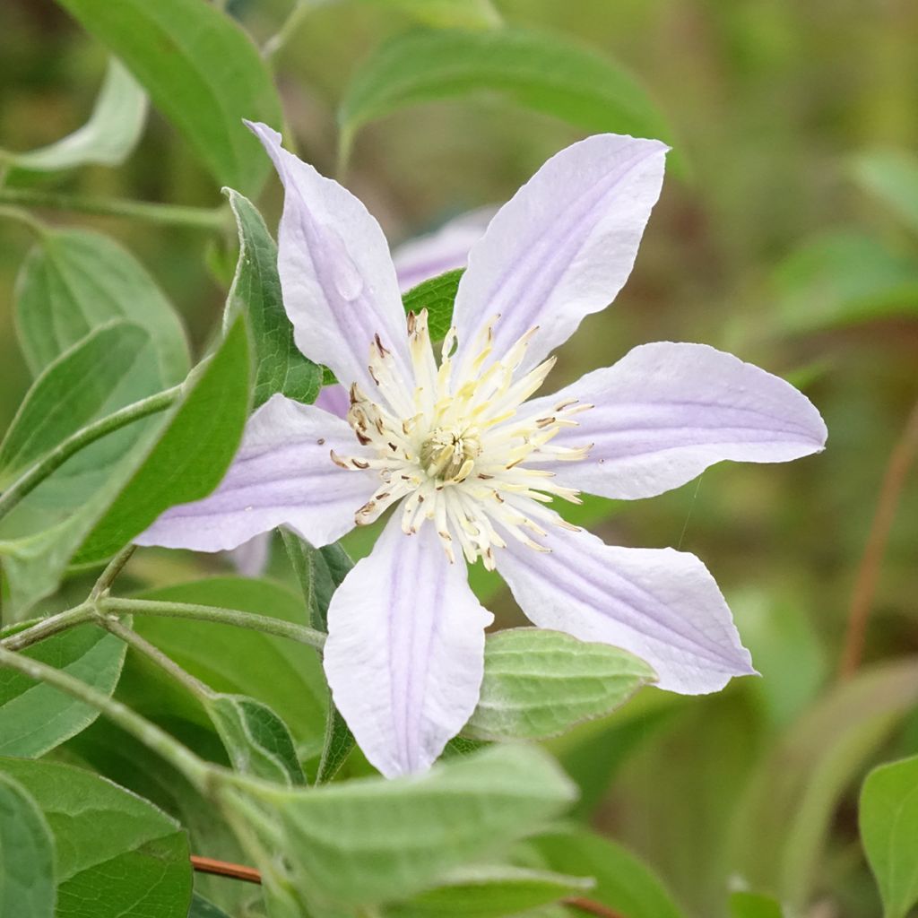Clématite - Clematis diversifolia River Star