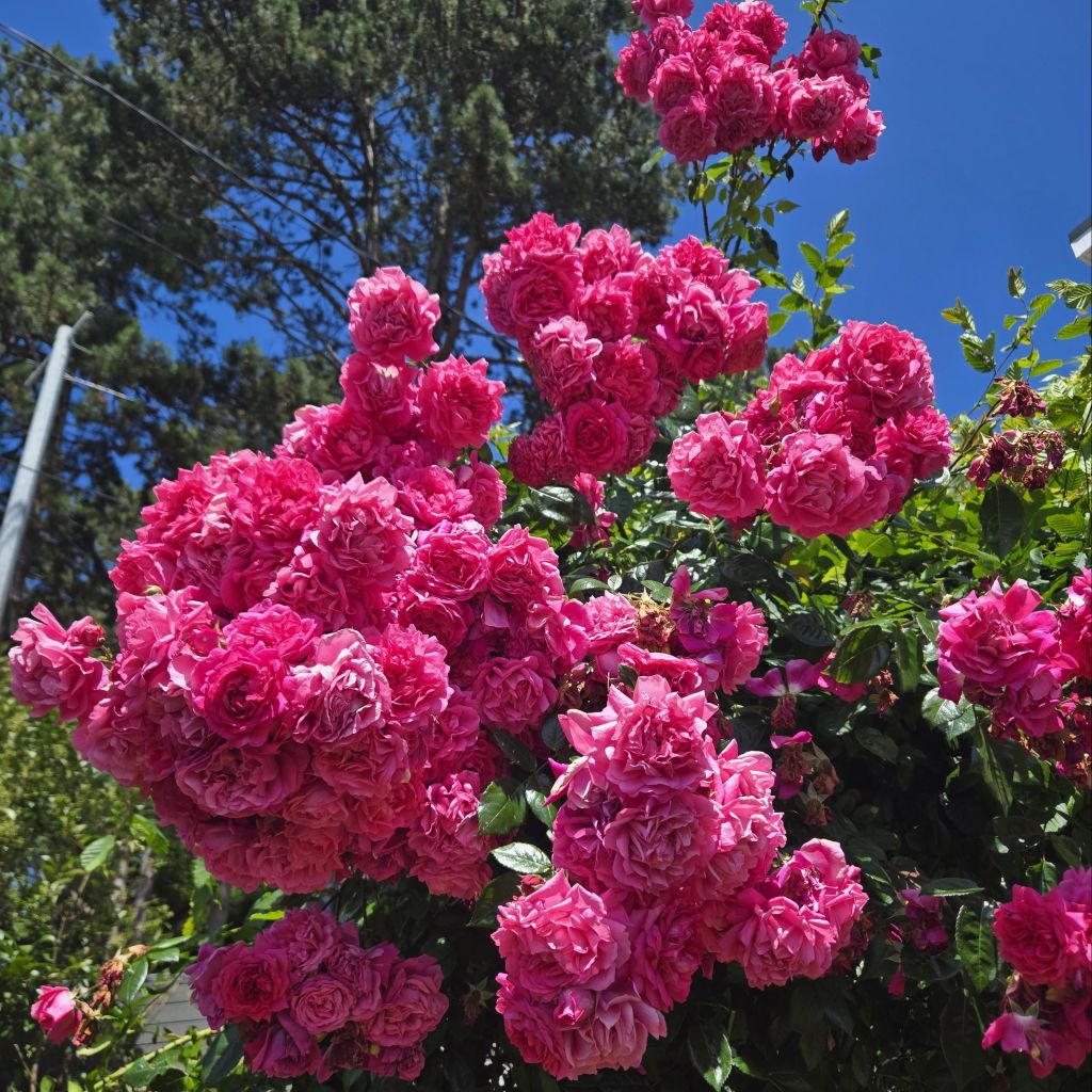 Rosier grimpant Laguna