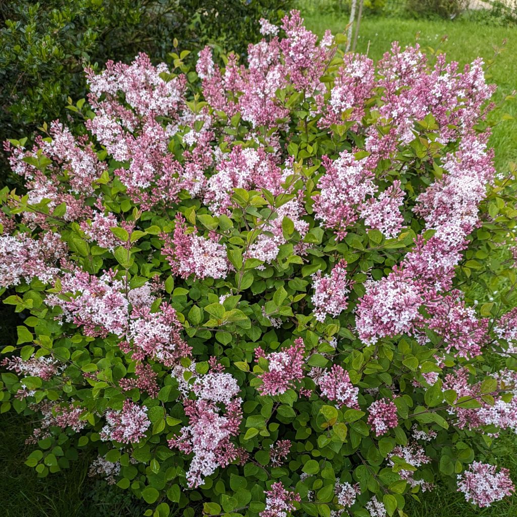 Lilas Bloomerang Pink Perfume - Syringa nain hybride remontant