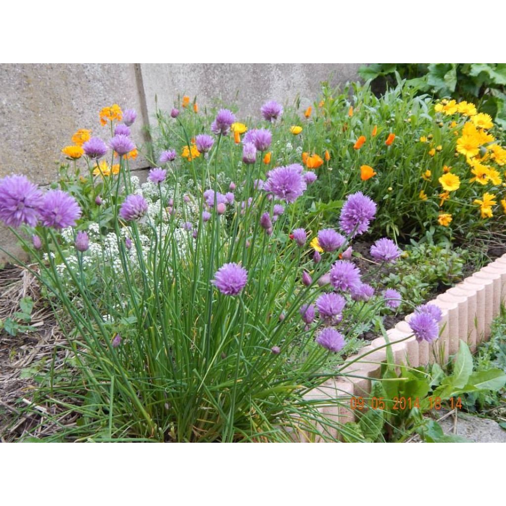 Ciboulette - Civette