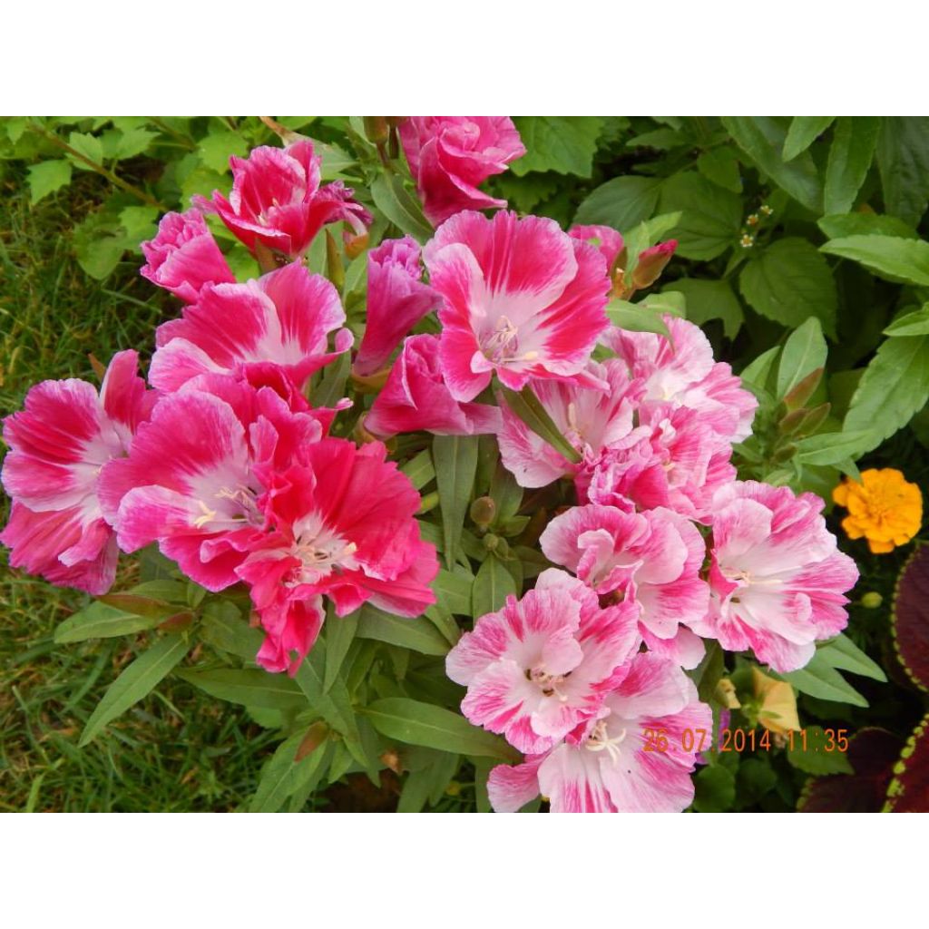 Graines de Godétia Rembrant - Clarkia 