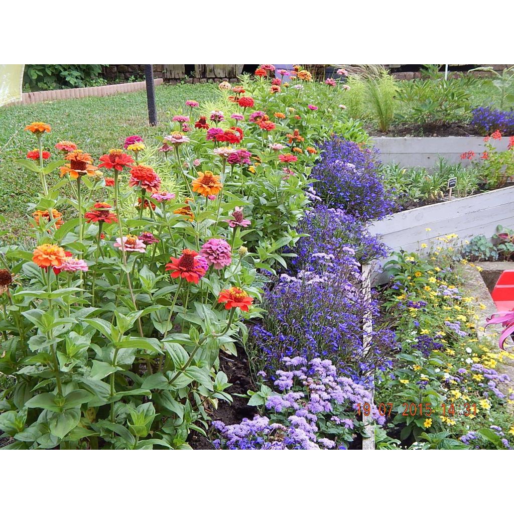 Graines de Zinnia elegans Lilliput en mélange