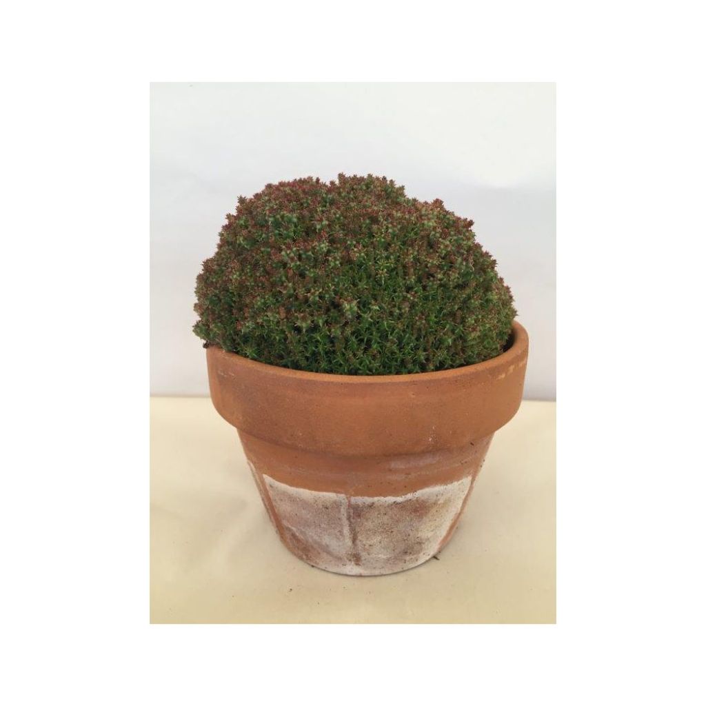 Euphorbia submammillaris