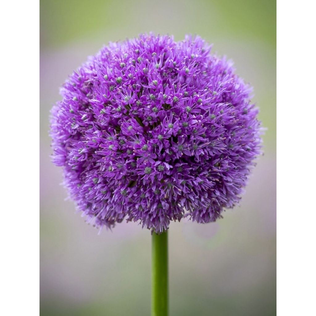 Ail d'ornement - Allium macleanii ou elatum
