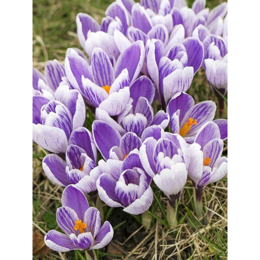 Crocus Mammouth Pickwick