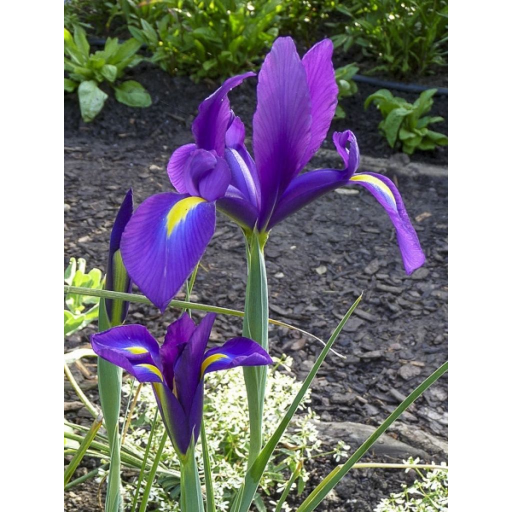 Iris de Hollande Purple Sensation