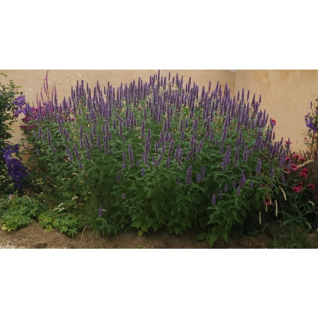 Agastache Black Adder