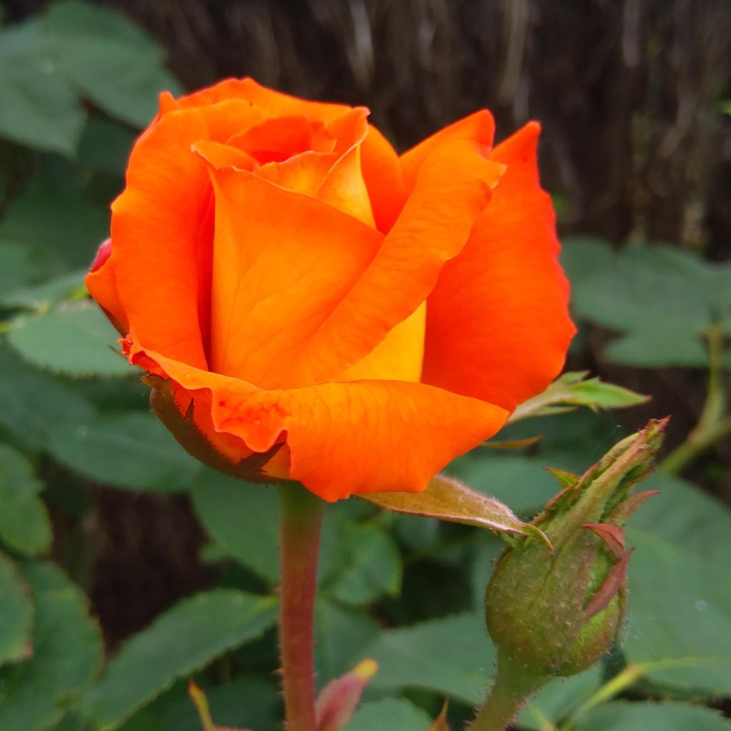 Rosier à grandes fleurs France Libre