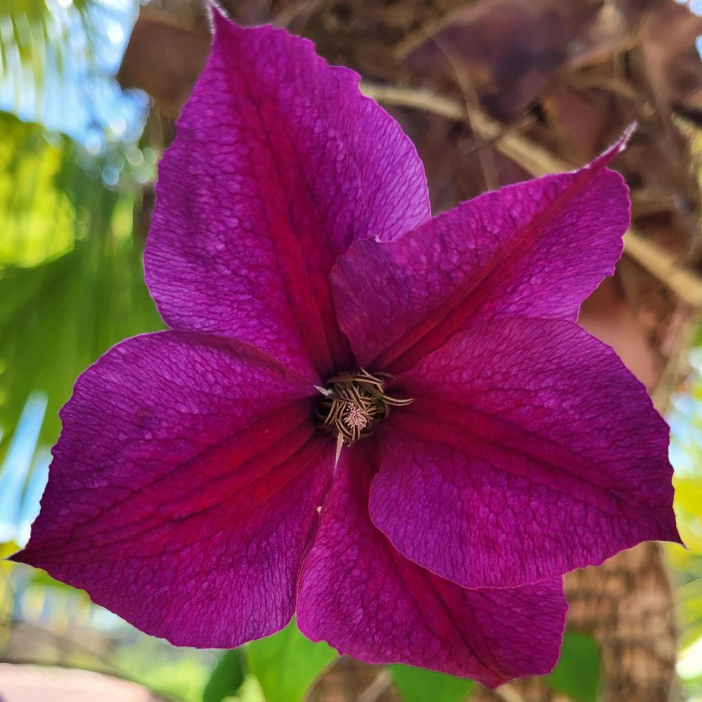 Clématite - Clematis Star of Pakistan