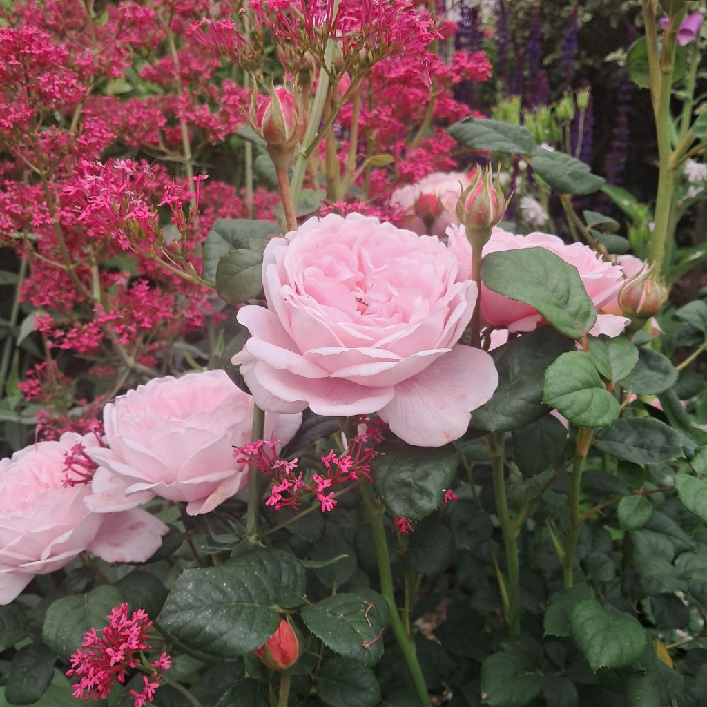 Rosier David Austin Queen of Sweden