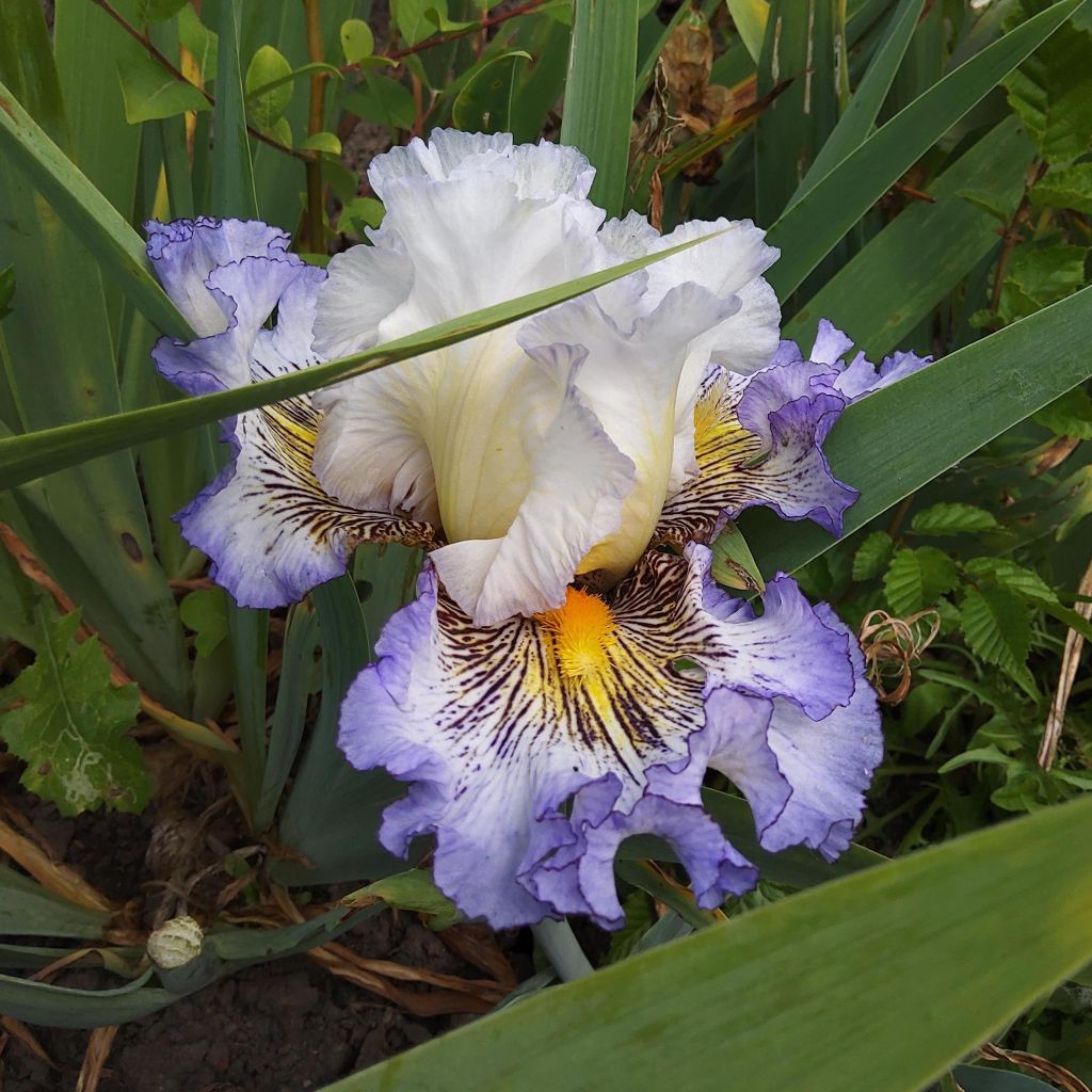 Iris germanica Brin de Folie - Iris des Jardins