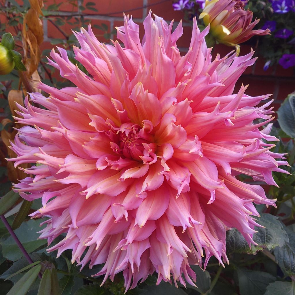 Dahlia cactus dentelle Nenekasi
