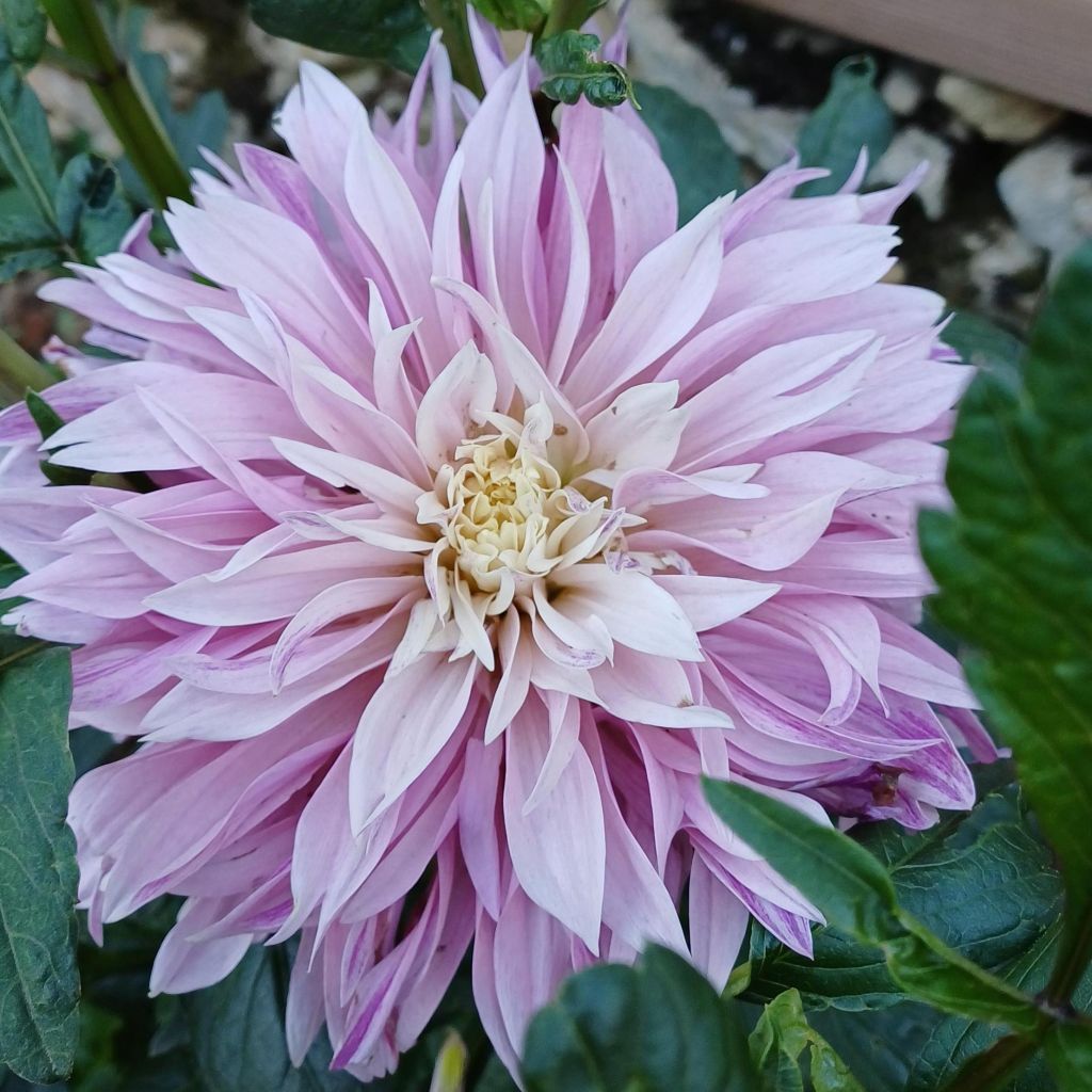 Dahlia décoratif Labyrinth Twotone