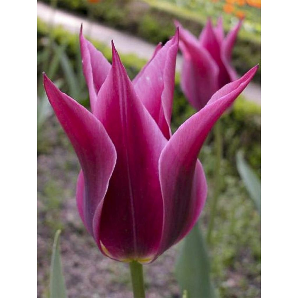 Tulipe Fleur de Lis Maytime