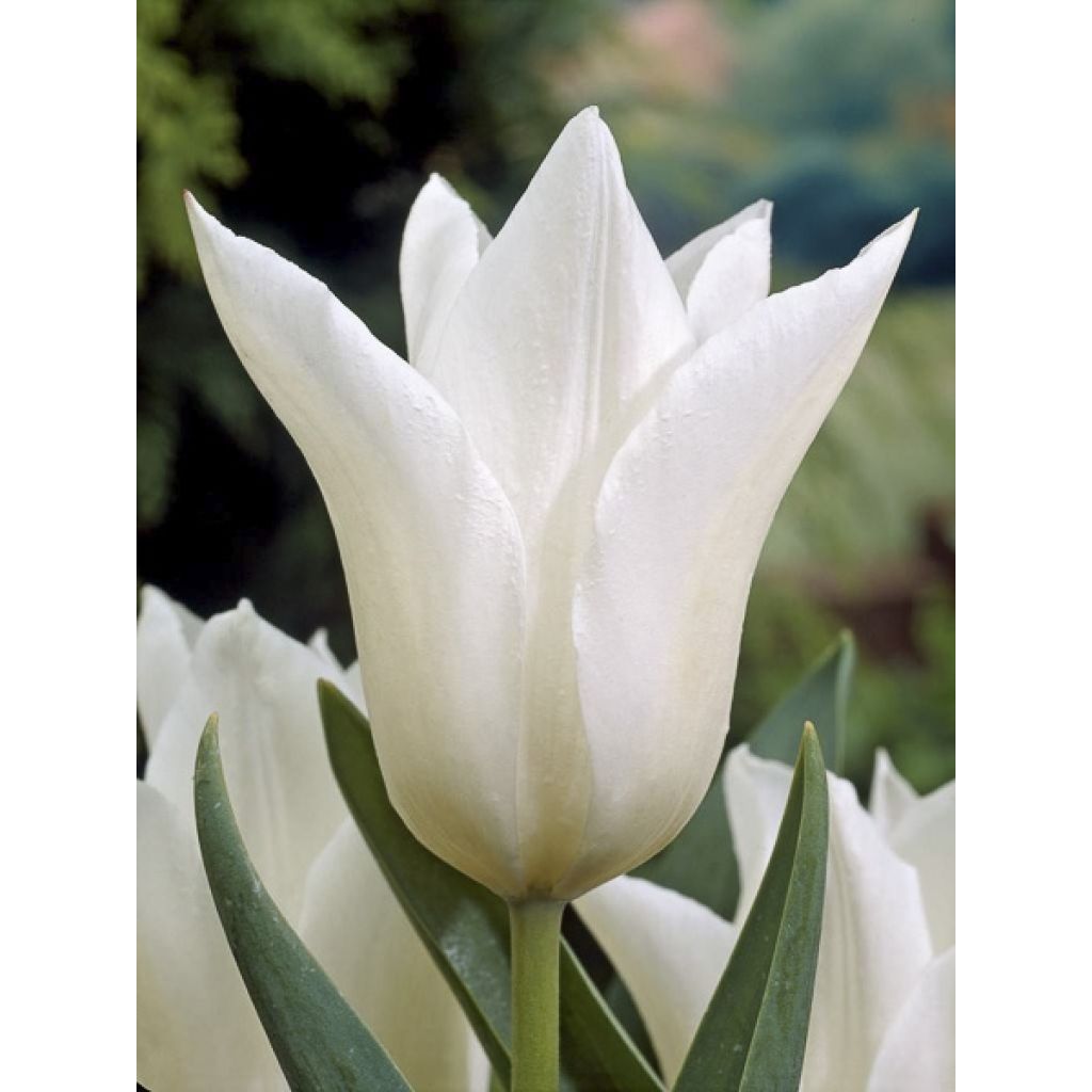 Tulipe Fleur de Lis White Triumphator