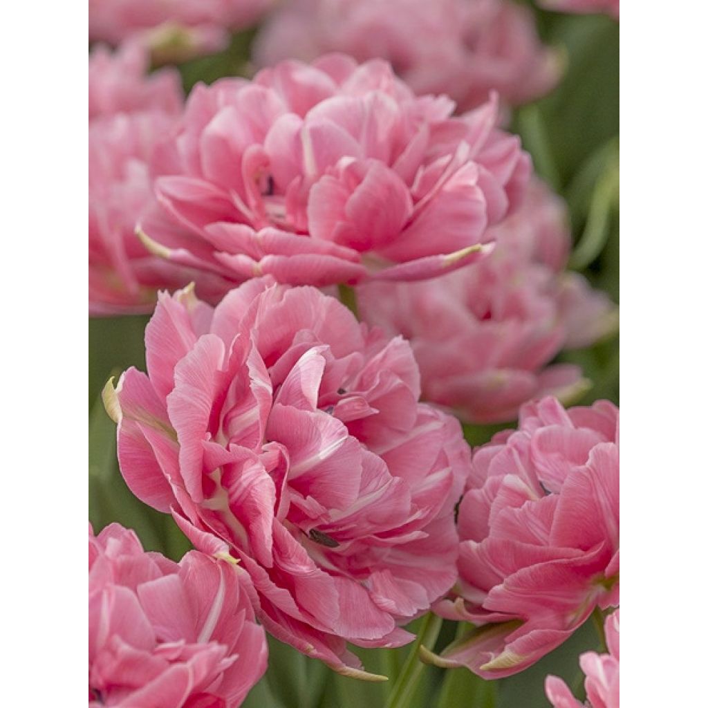 Tulipe double tardive Aveyron