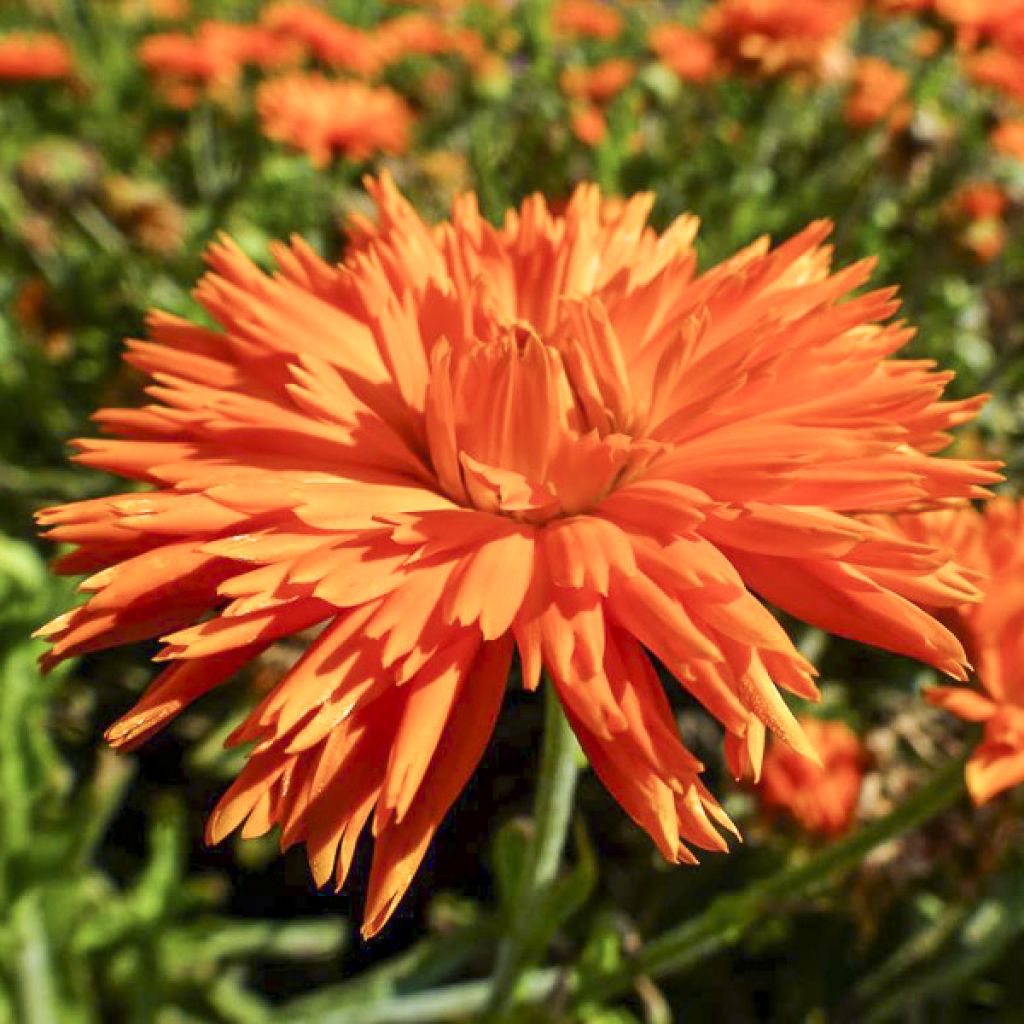 Graines de Calendula officinalis Porcupine - Souci des Jardins