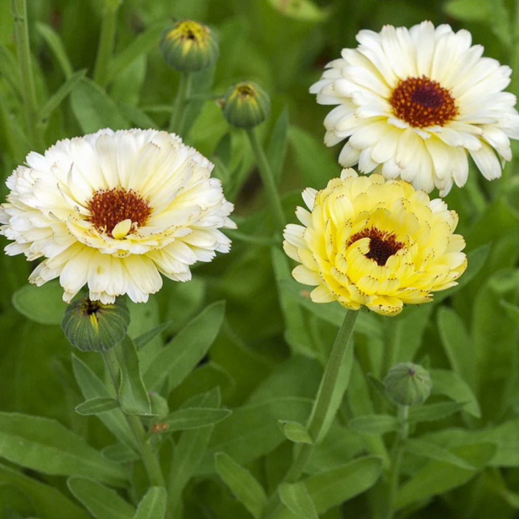 Graines de Calendula officinalis Snow Princess - Souci des Jardins