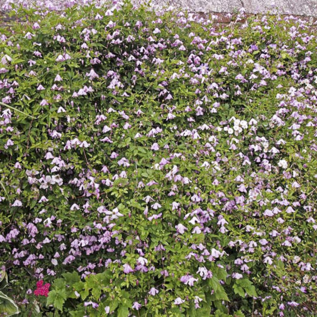 Clématite - Clematis viticella Hagelby Pink