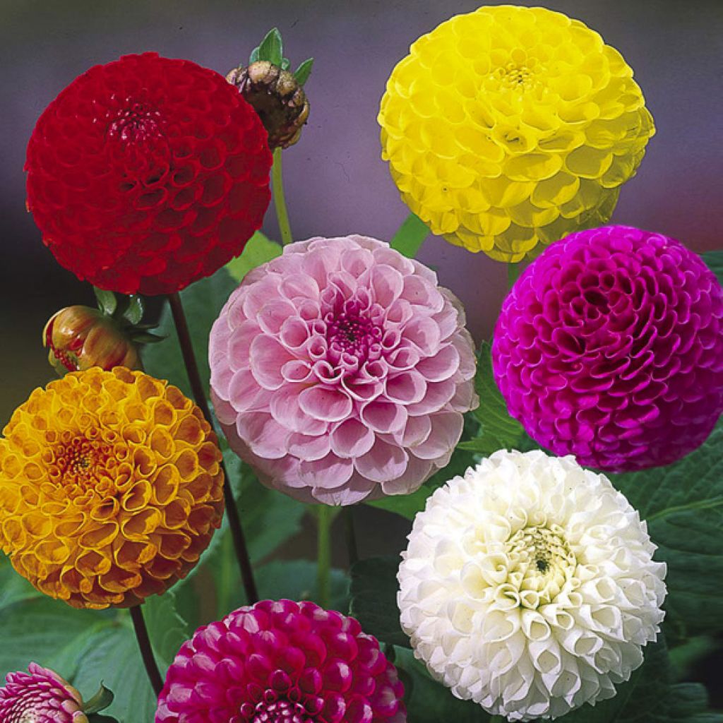 Graines de Dahlia Pompon double en mélange