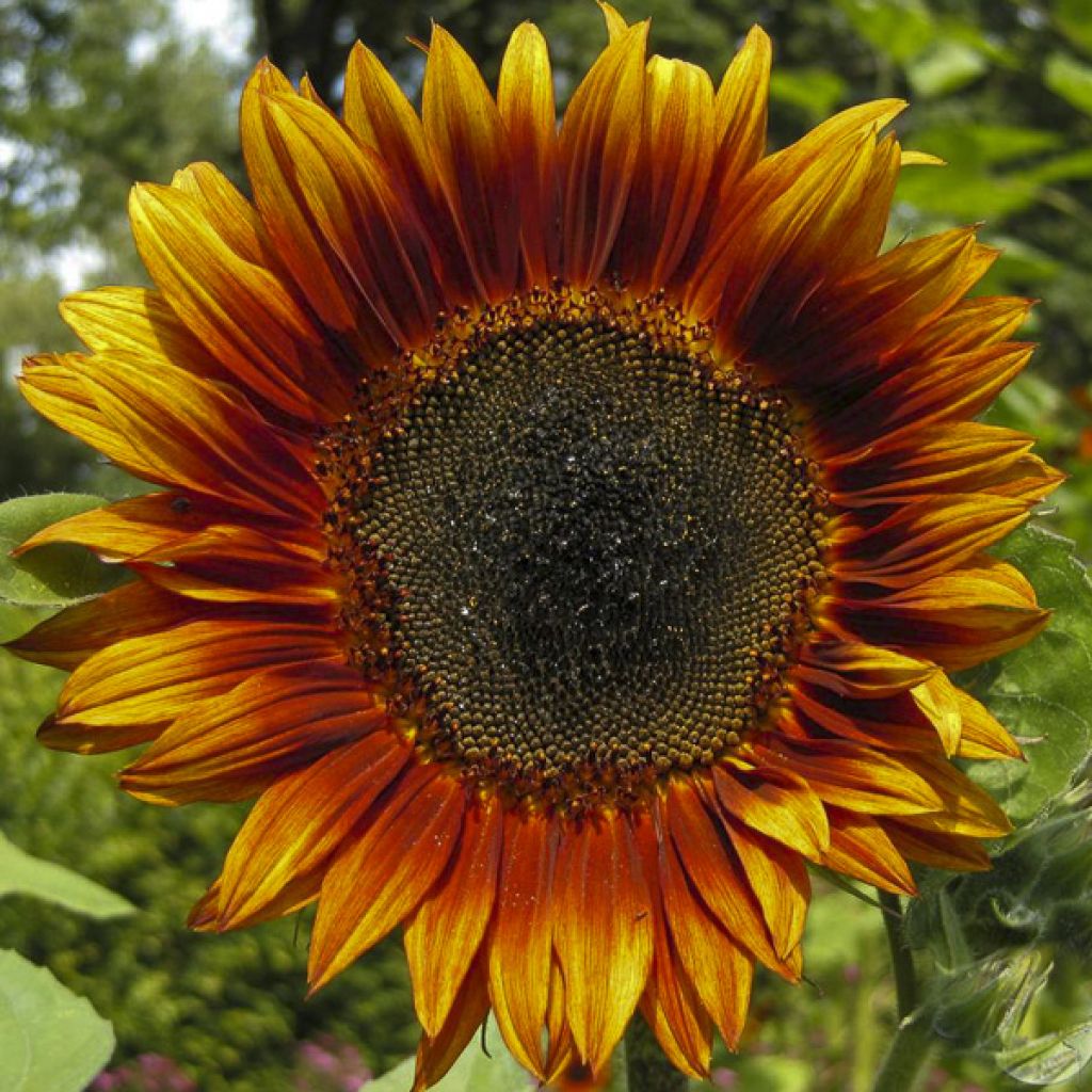 Graines de Tournesol Velvet Queen - Helianthus annuus 