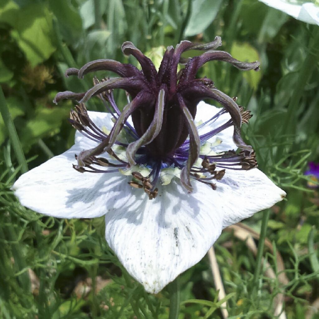 Graines de Nigelle d’Espagne African Bride - Nigella papillosa