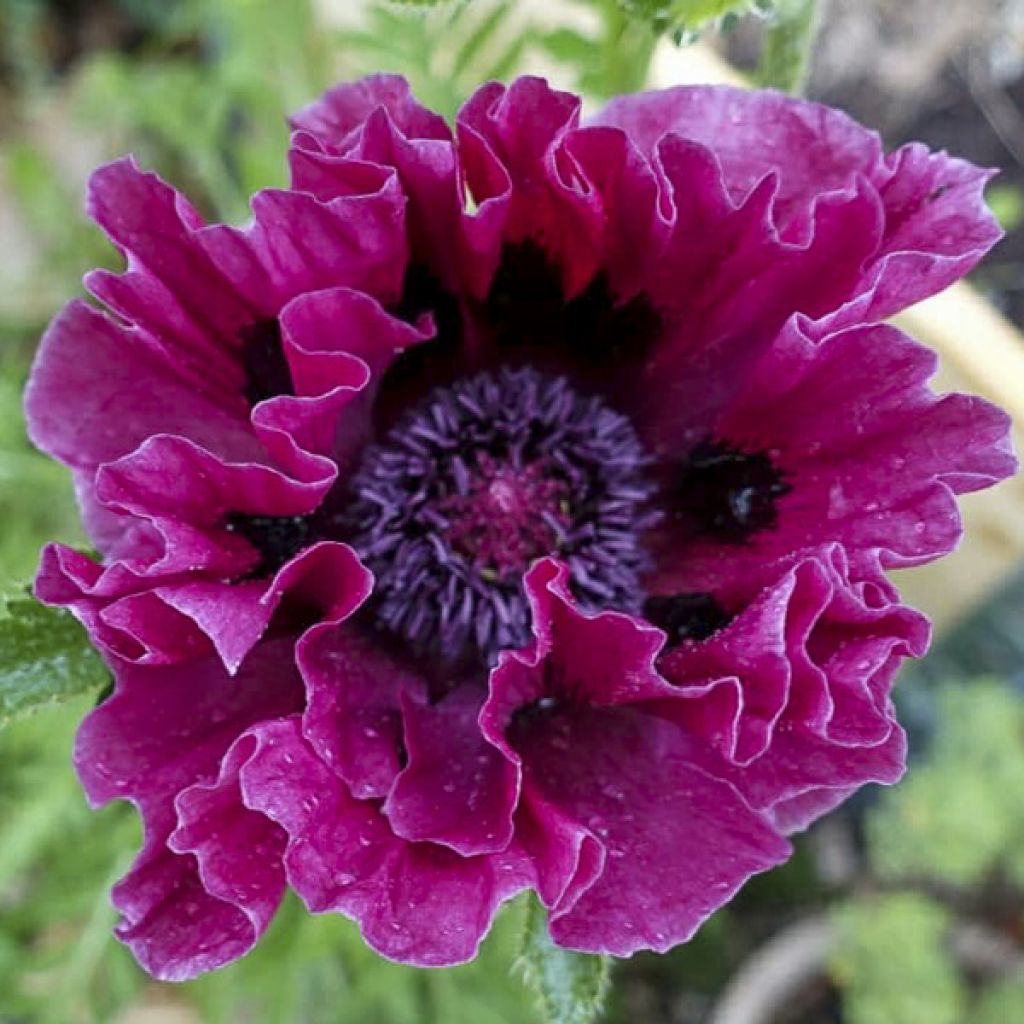 Pavot d'Orient Harlem - Papaver orientale