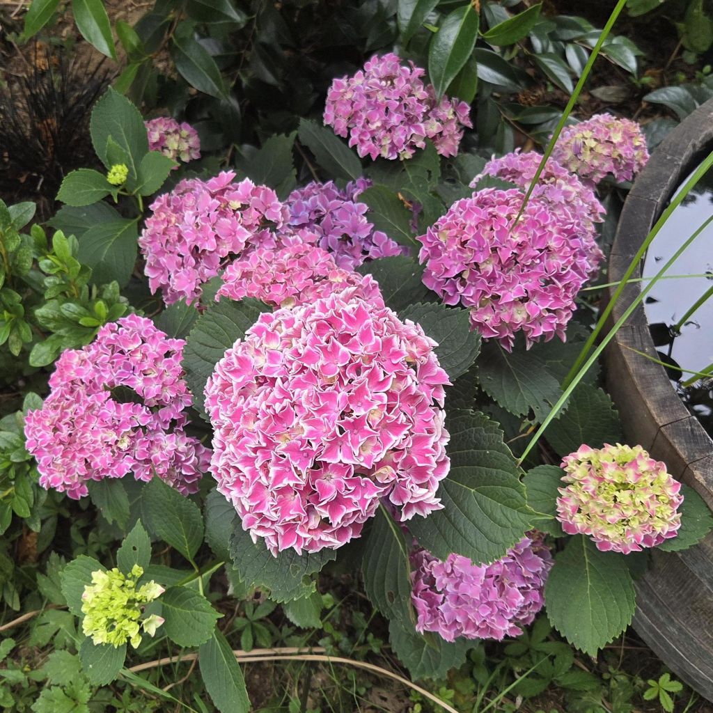 Hortensia - Hydrangea macrophylla Lady Nobuko
